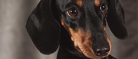 this dachshund is just the right size dog to take to the w hotel dallas because they are pet friendly